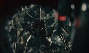 antman-movie-ant-king-pointofgeeks